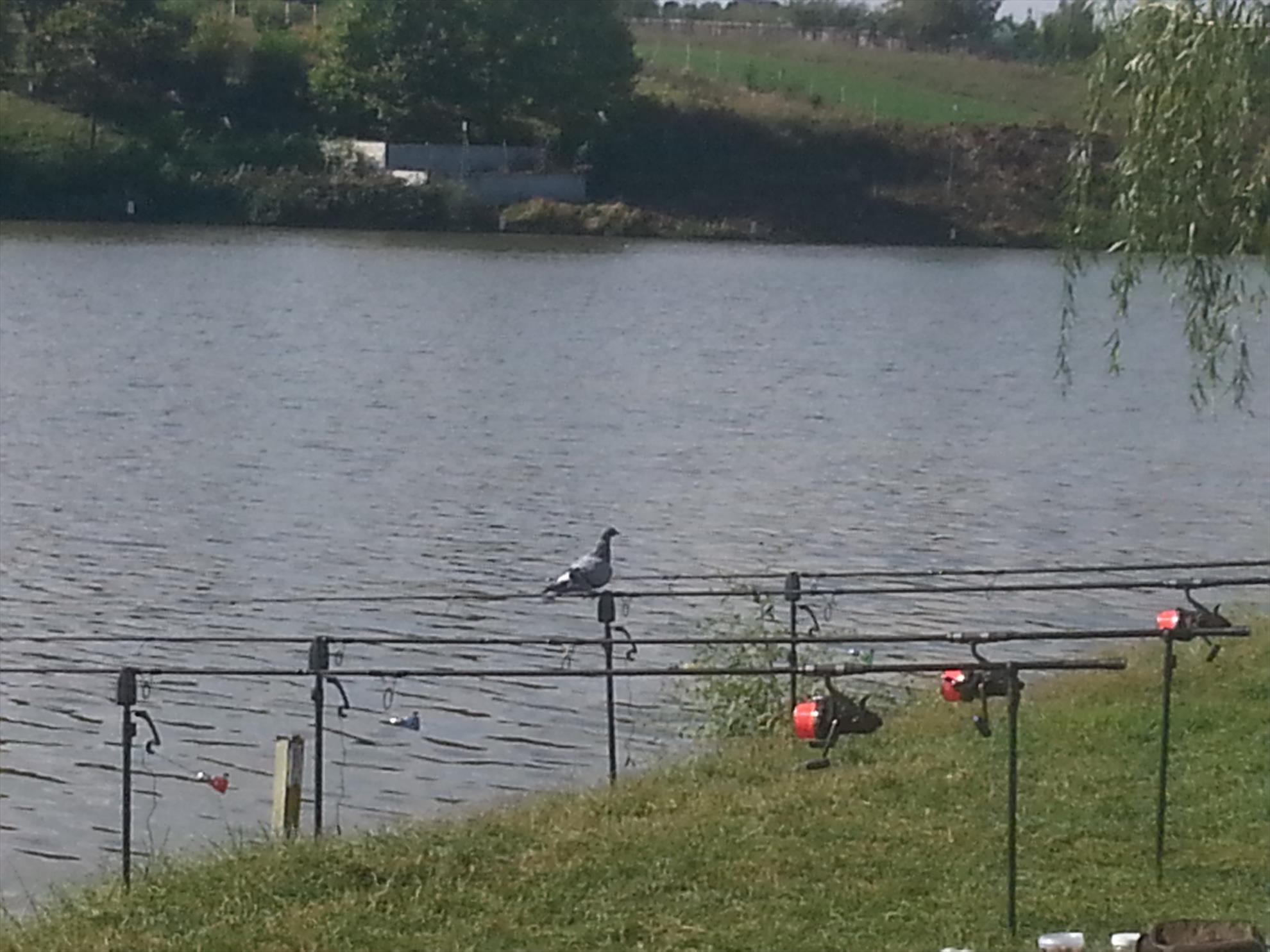 Moara Vlasiei 2 19 - 20 septembrie 2015 - 20150920103713.jpg